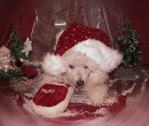 Pies, Boże Narodzenie