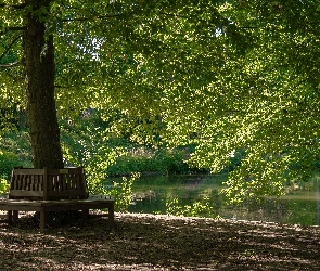 Ławki, Staw, Park, Drzewa