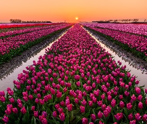 Farma, Zachód słońca, Holandia, Tulipany, Miejscowość, Nieuwe-Tonge, Pole