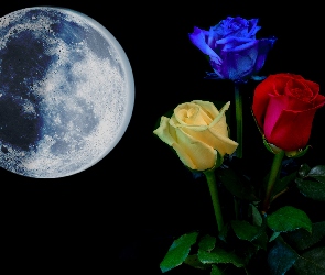 Trzy, Księżyc, Kosmos, Czerwona, Niebieska, Róże, Żółta, Kwiaty