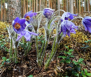 Kwiaty, Runo leśne, Las, Sasanki