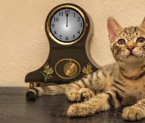 Zegar stojący, Kot