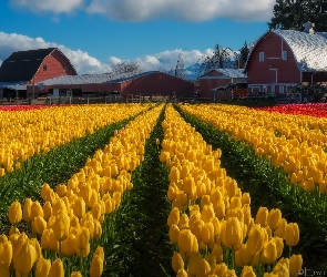 Tulipany, Plantacja, Stany Zjednoczone, Domy, Skagit Valley, Stan Waszyngton, Pole