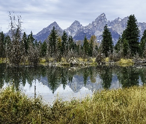 Drzewa, Jezioro, Park Narodowy Grand Teton, Stany Zjednoczone, Odbicie, Trawy, Stan Wyoming, Góry Teton Range