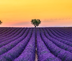 Francja, Prowansja, Lawenda, Pole, Drzewa, Valensole