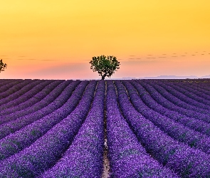 Pole, Lawenda, Francja, Valensole, Prowansja, Drzewa