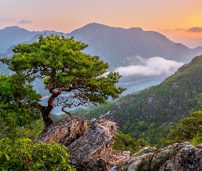 Drzewo, Skały, Góry, Korea Południowa, Mgła, Sosna, Wschód słońca, Rzeka