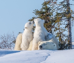 Niedźwiedzie polarne, Drzewa, Niedźwiadki, Dwa