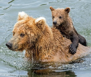 Niedźwiedzie szare, Woda, Niedźwiadek, Grizli