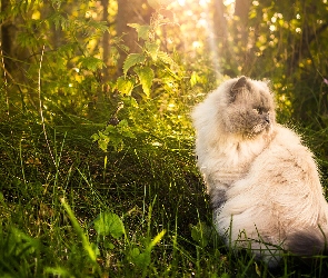Trawa, Kot perski