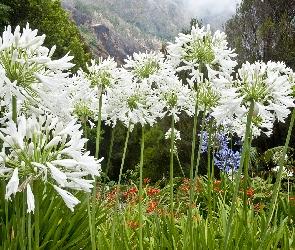 Białe, Góry, Agapant, Rośliny, Kwiaty
