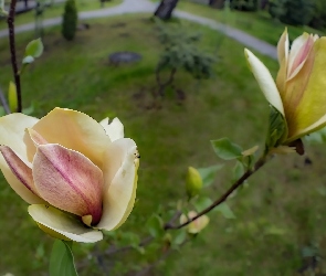 Kwiaty, Zbliżenie, Gałązki, Magnolia, Żółte