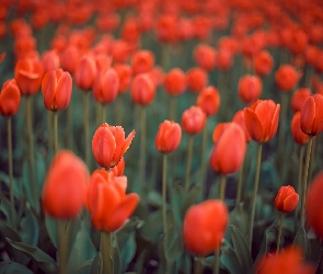 Czerwone, Rozmycie, Tulipany, Kwiaty