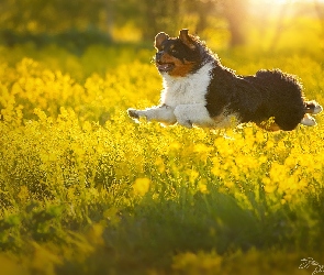 Skaczący, Kwiaty, Żółte, Pies