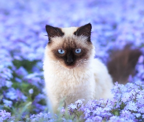 Niebieskie, Kwiaty, Kot syjamski