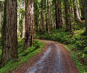 Sekwoje, Droga, Kalifornia, Paprocie, Las, Stany Zjednoczone, Park Narodowy Redwood