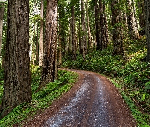 Kalifornia, Stany Zjednoczone, Paprocie, Las, Droga, Sekwoje, Park Narodowy Redwood