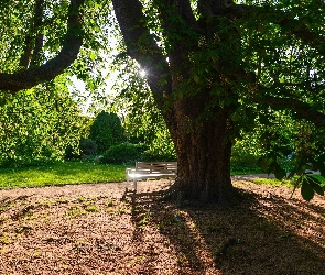 Drzewo, Kasztanowiec, Promienie słońca, Ławka, Alejka, Park