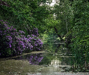 Drzewa, Staw, Różanecznik, Krzewy, Park