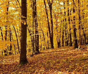 Las, Drzewa, Jesień, Pożółkłe, Liście, Opadłe