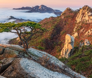 Mgła, Góra Dobongsan, Góry, Sosna, Prowincja Gyeonggi, Skały, Korea Południowa, Park Narodowy Bukhansan