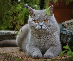 Kot brytyjski krótkowłosy, Kamień