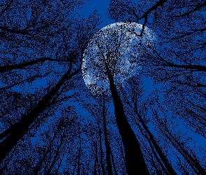 Księżyc, Noc, Wierzchołki, Drzewa