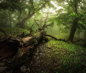 Las, Drzewa, Mgła, Drzewo, Pień, Powalone