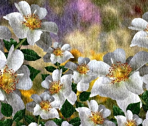 Białe, Grafika 2D, Dzikie róże, Kwiaty