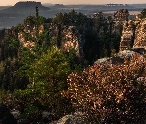 Formacja skalna, Park Narodowy Saskiej Szwajcarii, Wrzos, Niemcy, Most, Sosna, Bastei, Góry Połabskie, Skały