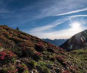 Wschód słońca, Łąka, Pireneje, Góry, Andora, Park Narodowy Vall de Sorteny, Roślinność, Ordino, Kwiaty