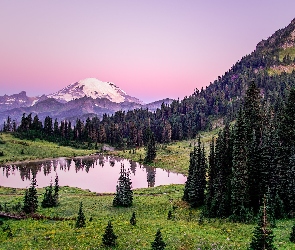Góry, Drzewa, Staw, Świerki, Park Narodowy Mount Rainier, Stan Waszyngton, Stratowulkan Mount Rainier, Łąka, Stany Zjednoczone, Trawa