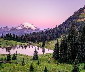 Góry, Stan Waszyngton, Trawa, Park Narodowy Mount Rainier, Stany Zjednoczone, Łąka, Drzewa, Staw, Świerki, Stratowulkan Mount Rainier