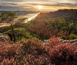 Wrzosy, Rzeka Łaba, Wschód słońca, Niemcy, Góry Połabskie, Skały, Park Narodowy Saskiej Szwajcarii, Drzewa