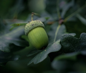 Liście, Dębu, Żołądź
