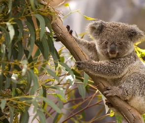 Drzewo, Eukaliptu, Koala