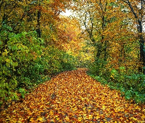 Droga, Drzewa, Liście, Las, Jesień