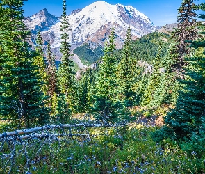 Stan Waszyngton, Kwiaty, Drzewa, Stany Zjednoczone, Park Narodowy Mount Rainier, Góry, Świerki