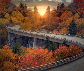 Most, Las, Jesień, Droga, Drzewa, Zakręt, Wschód słońca, Kolorowe