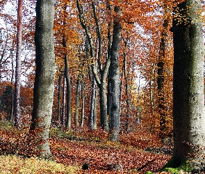 Liście, Opadłe, Las, Jesień, Drzewa, Gałęzie