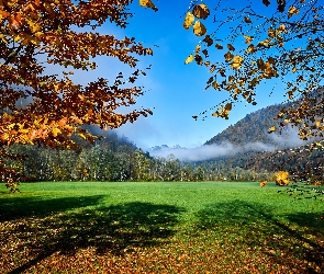 Drzewa, Łąka, Austria, Góry, Mgła, Hagertal, Las