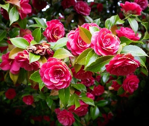 Różowe, Krzew, Liście, Kwiaty, Kamelia japońska