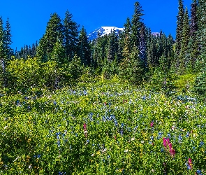 Stany Zjednoczone, Park Narodowy Mount Rainier, Kwiaty, Stan Waszyngton, Mount Rainier, Stratowulkan, Drzewa, Łąka, Góry, Świerki