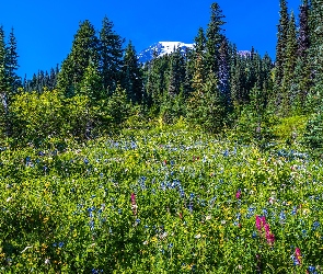 Stany Zjednoczone, Stratowulkan, Świerki, Mount Rainier, Góry, Łąka, Park Narodowy Mount Rainier, Kwiaty, Stan Waszyngton, Drzewa