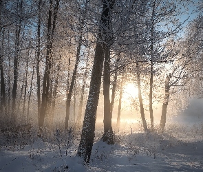 Wschód słońca, Mgła, Las, Drzewa, Zima, Śnieg