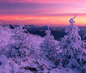 Góry, Śnieg, Zima, Stany Zjednoczone, Blue Ridge Mountain, Pasmo Błękitne, Północna Karolina, Świerki