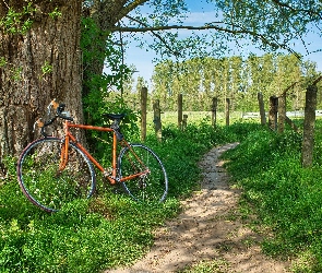 Rower, Drzewo, Ogrodzenie, Ścieżka, Trawy, Pole