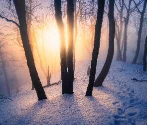 Ślady, Śnieg, Promienie słońca, Mgła, Drzewa, Zima, Las