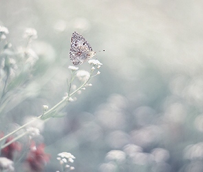 Białe, Motyl, Kwiatki
