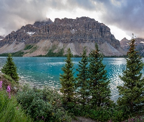 Drzewa, Bow Lake, Park Narodowy Banff, Alberta, Góry, Kanada, Jezioro, Trawa, Świerki, Kwiaty, Góra Crowfoot Mountain
